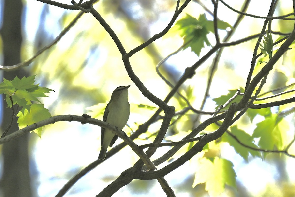 Red-eyed Vireo - france dallaire