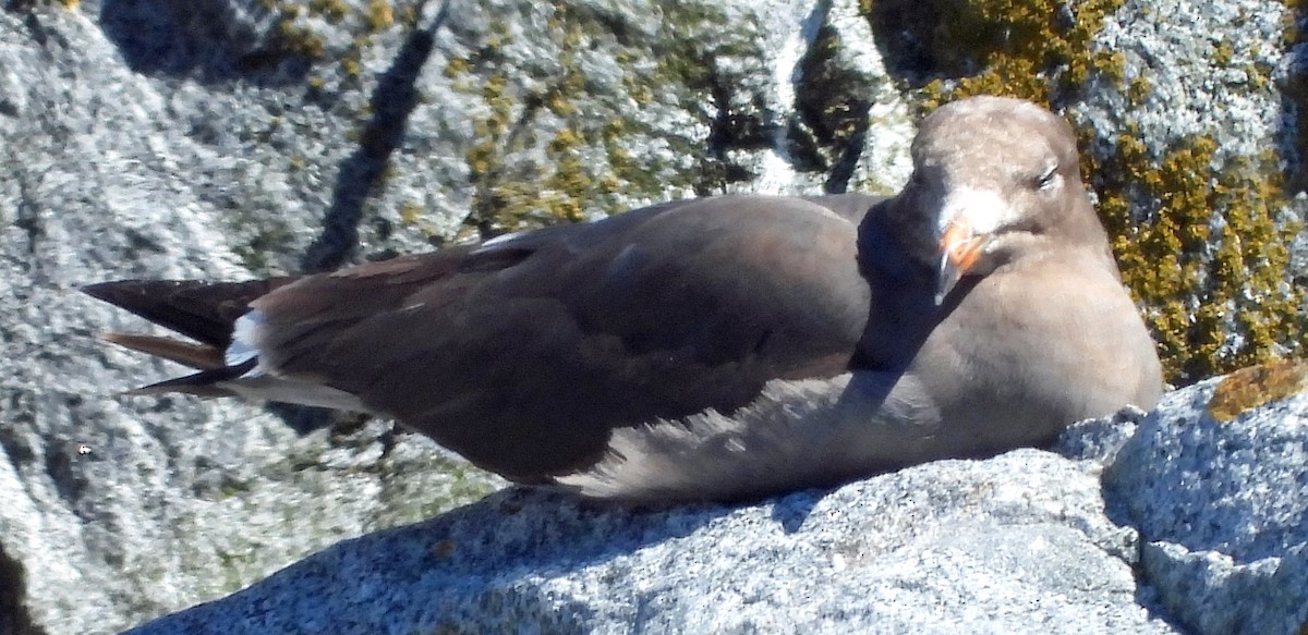 Heermann's Gull - Jock McCracken