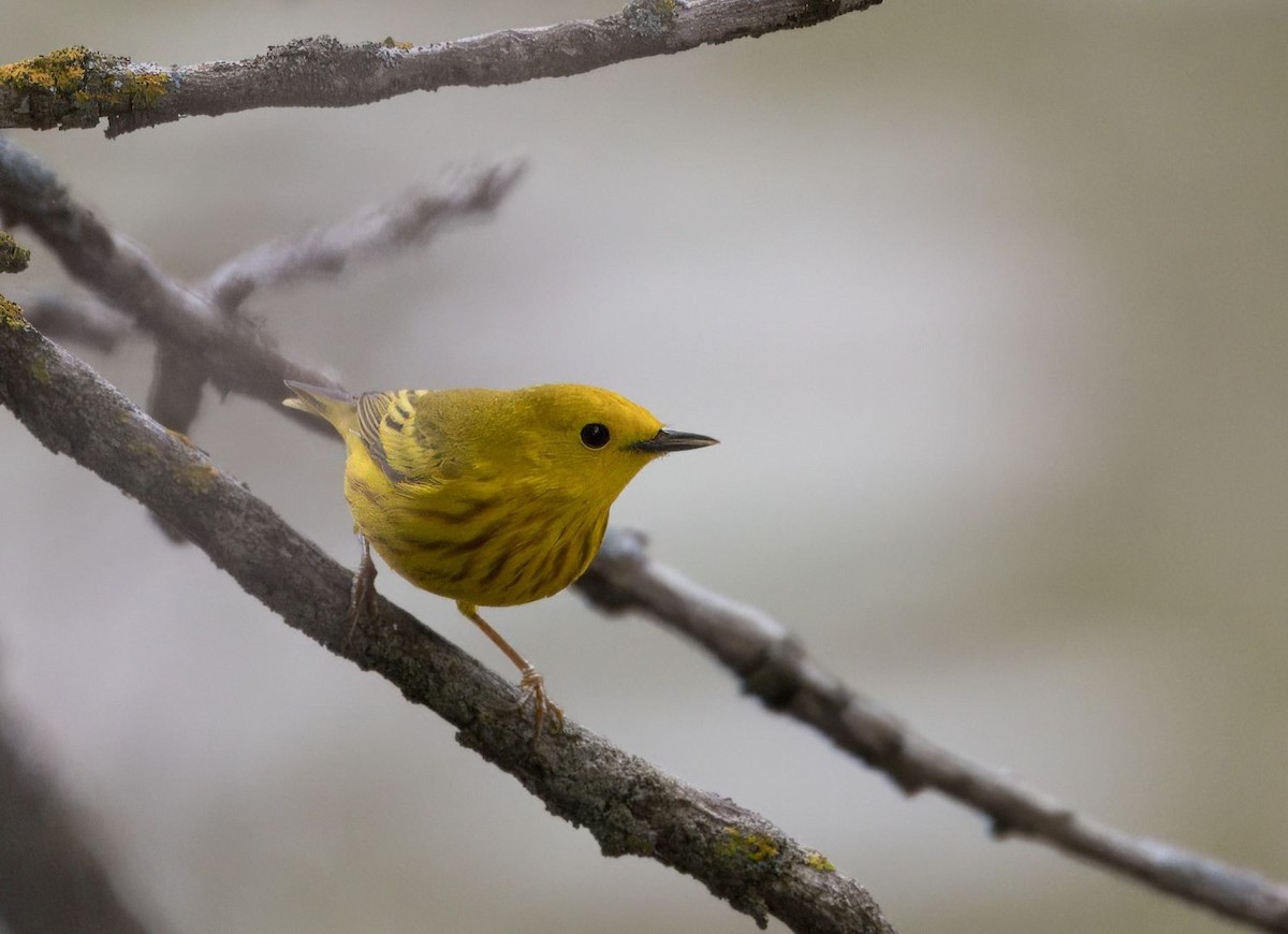 Yellow Warbler - Lyse Clermont