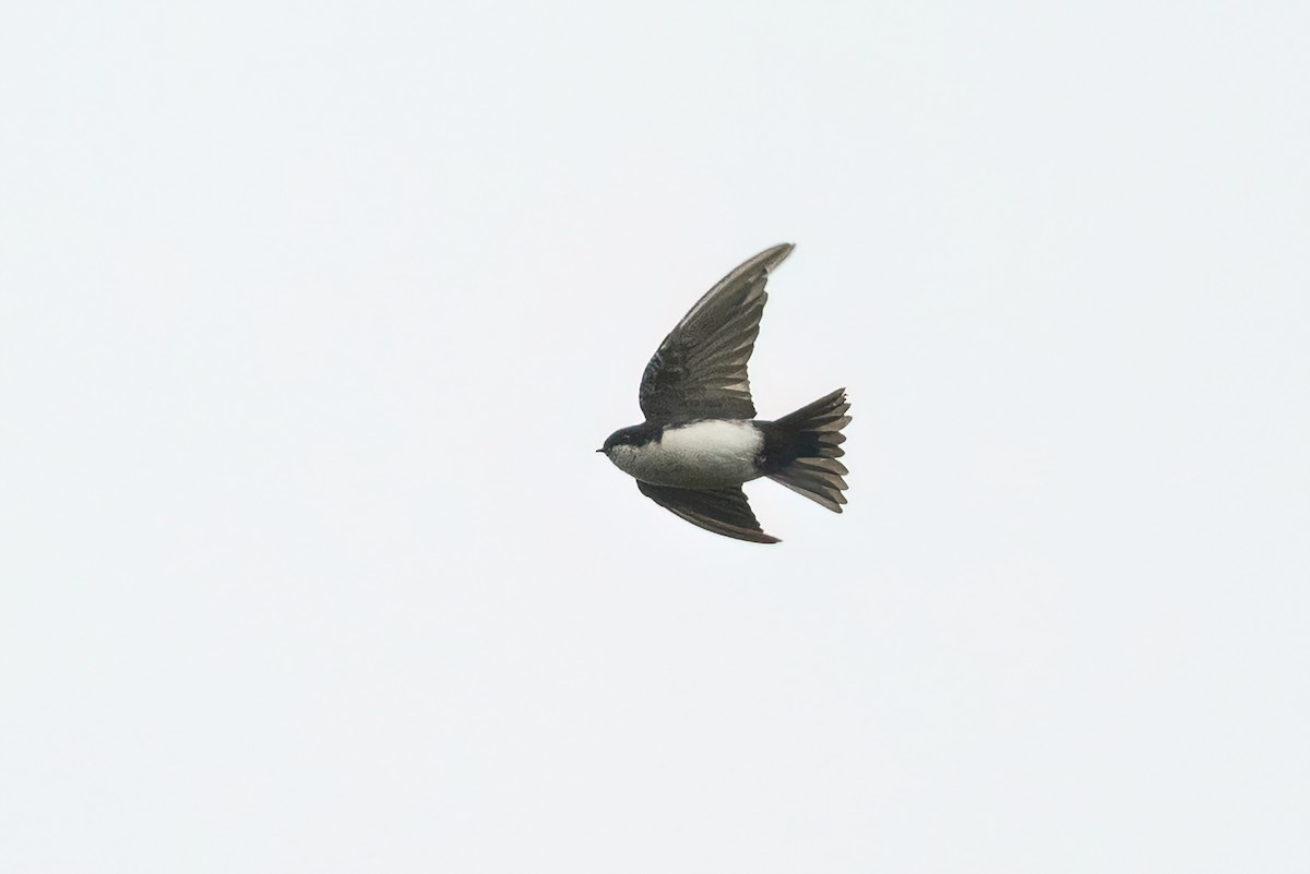 Blue-and-white Swallow - Adam Jackson