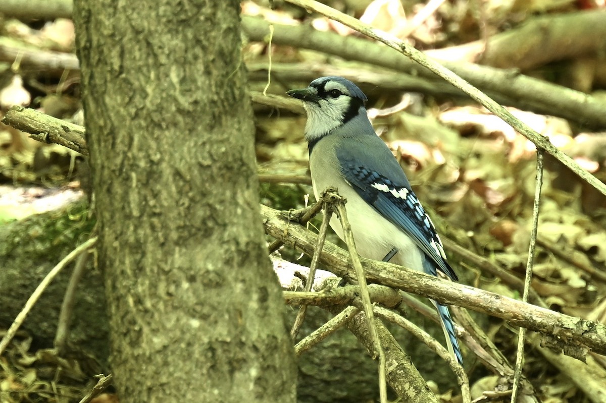 Blue Jay - france dallaire