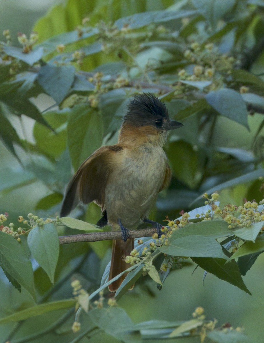 Rose-throated Becard - Carol Hippenmeyer