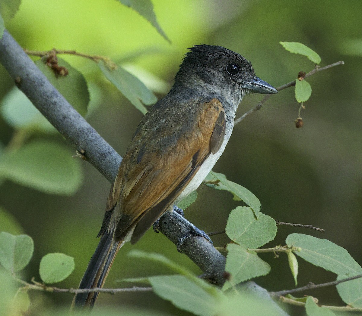 Rose-throated Becard - Carol Hippenmeyer