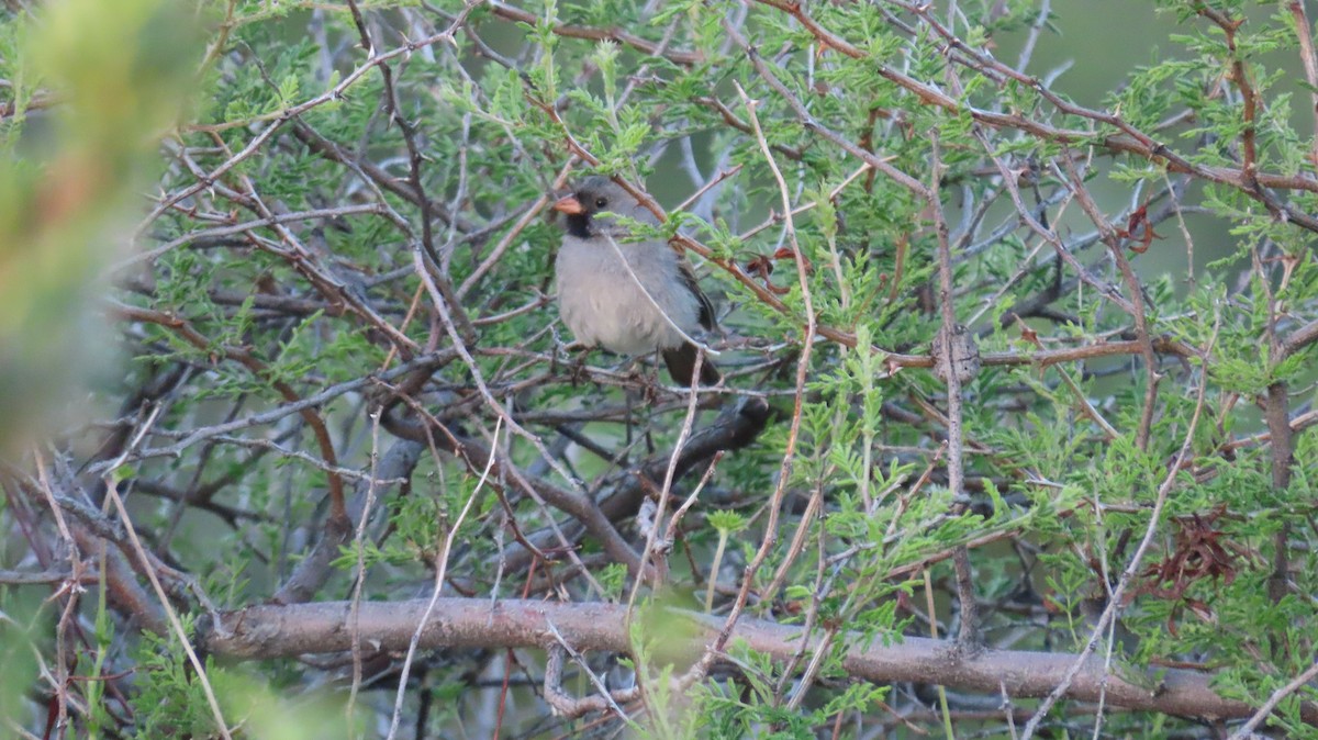 Black-chinned Sparrow - Anne (Webster) Leight