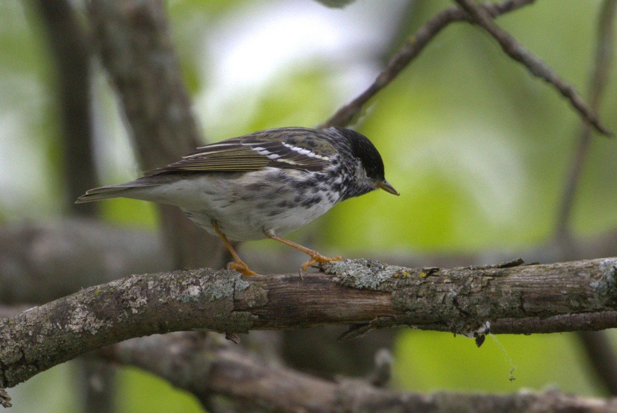 Blackpoll Warbler - Lyse Clermont