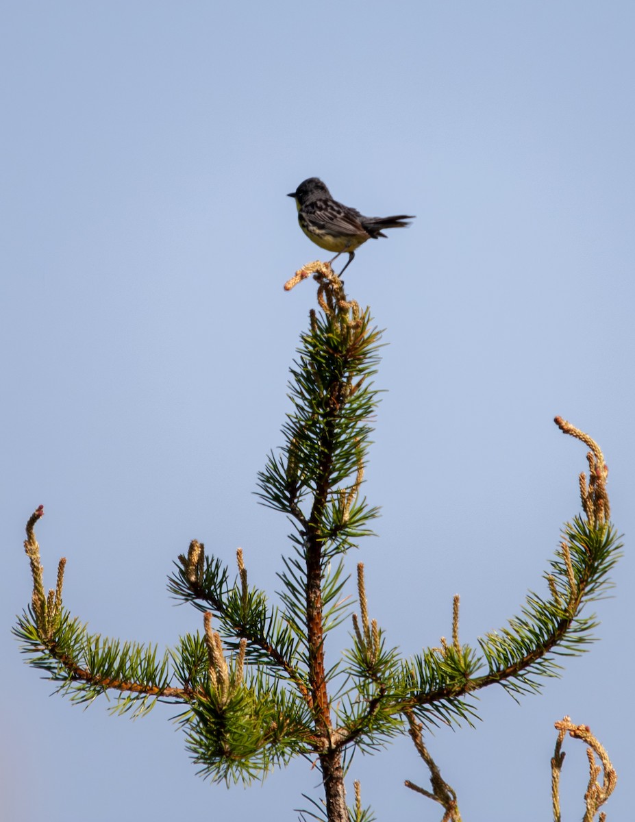 Kirtland's Warbler - ML619313179