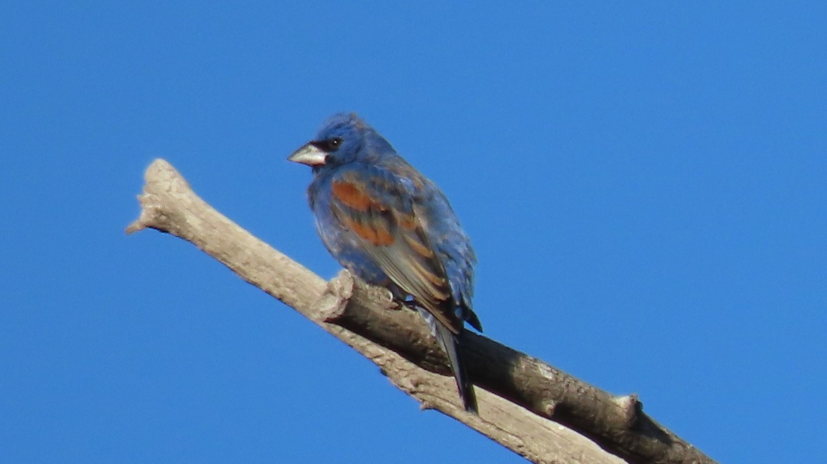 Blue Grosbeak - Anne (Webster) Leight