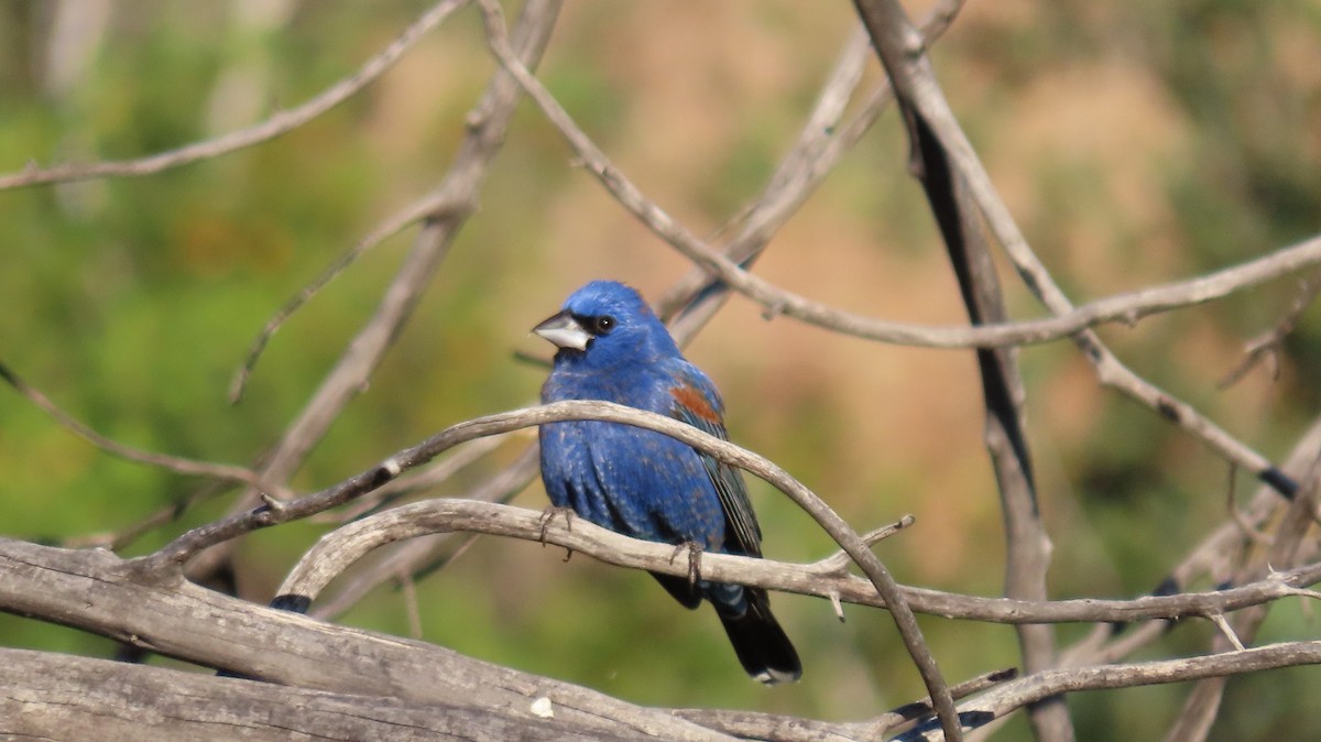 Blue Grosbeak - Anne (Webster) Leight