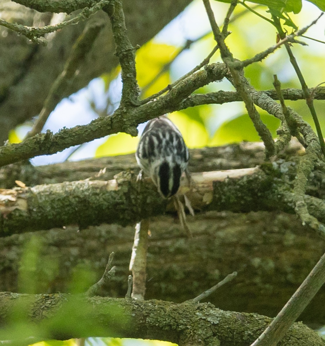 Black-and-white Warbler - ML619313195