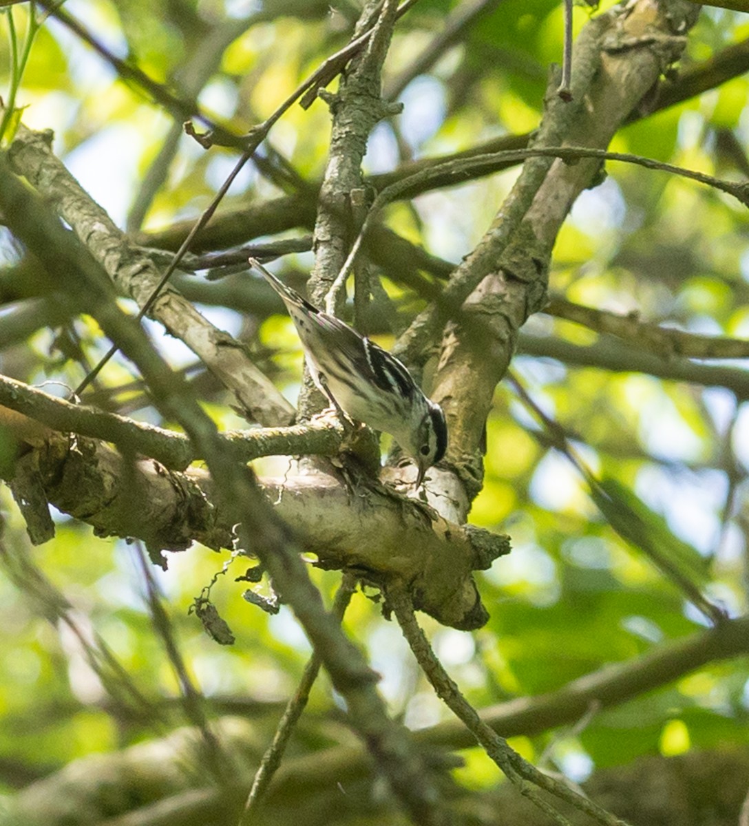 Black-and-white Warbler - ML619313196