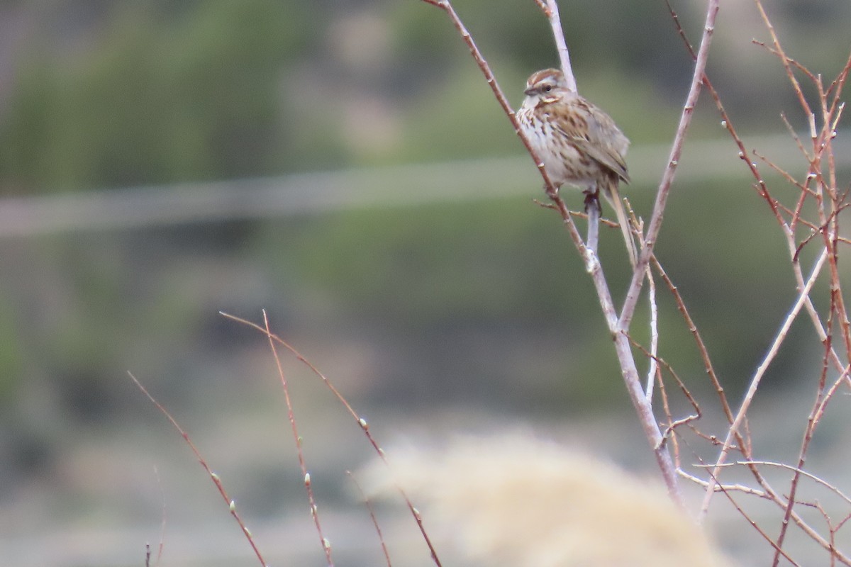 Song Sparrow - Terri Allender