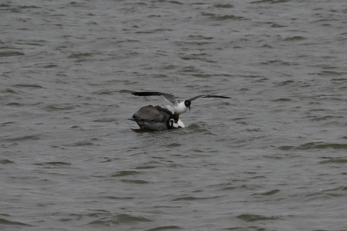 Brown Pelican - Marla Hibbitts