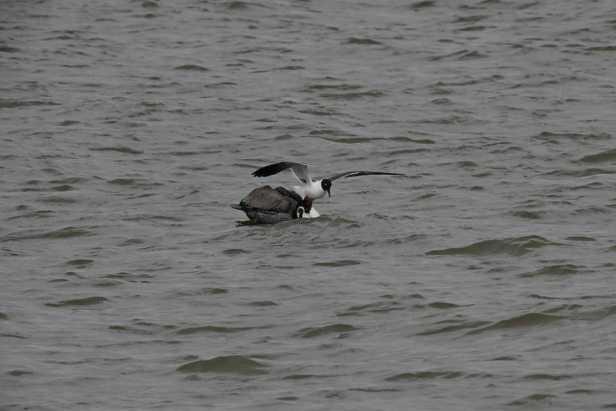 Brown Pelican - Marla Hibbitts