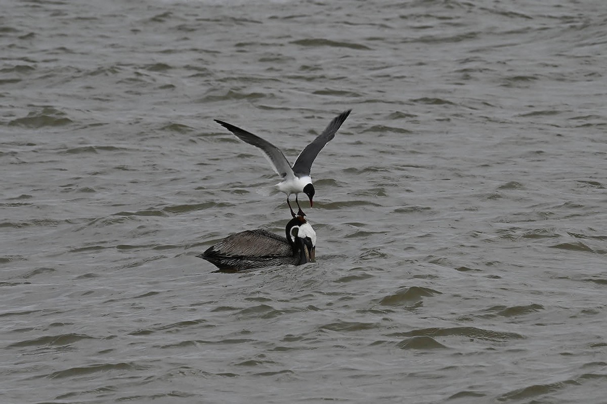 Brown Pelican - Marla Hibbitts