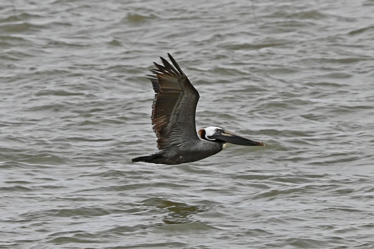 Brown Pelican - Marla Hibbitts