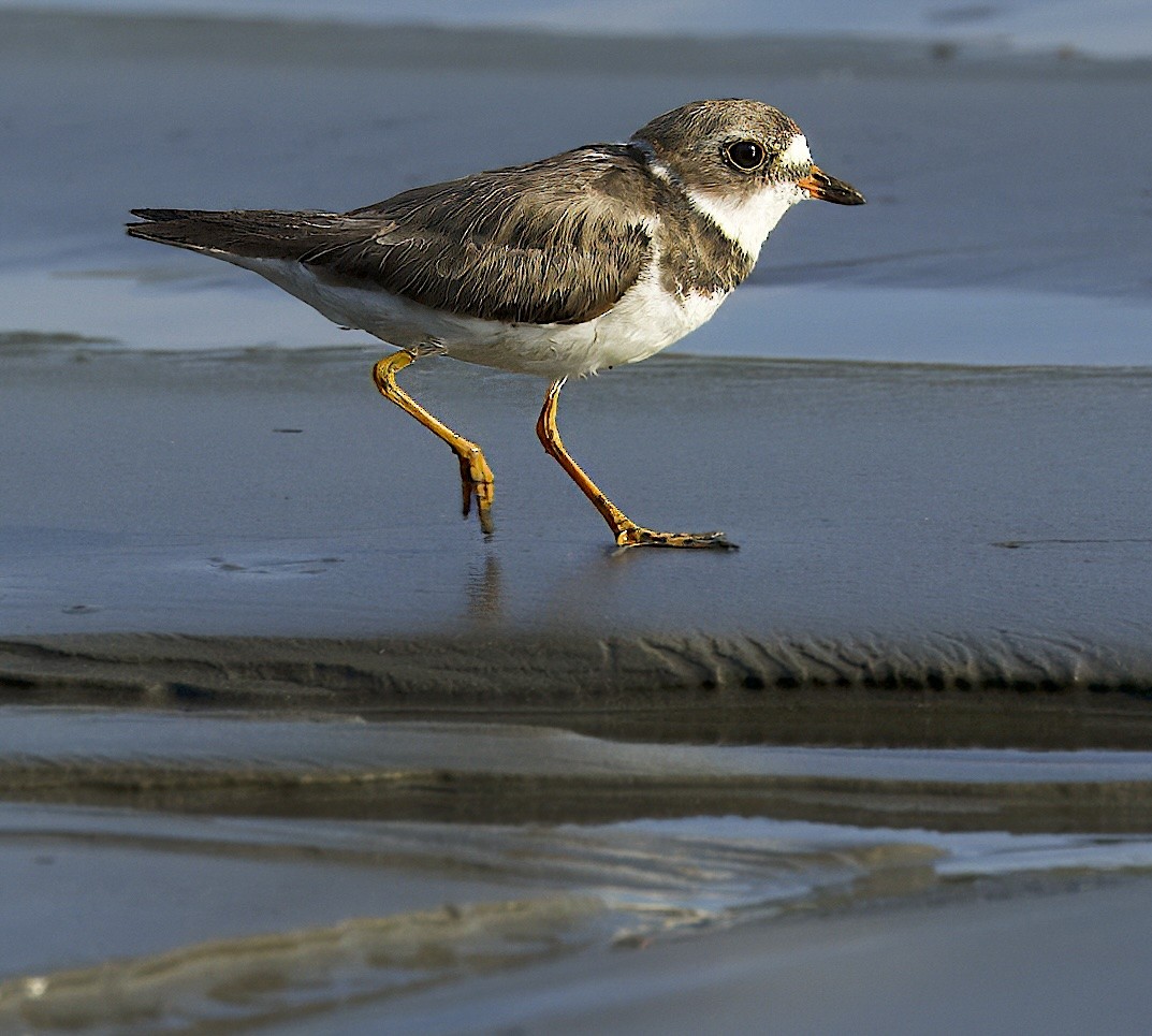 Semipalmated Plover - Carol Hippenmeyer