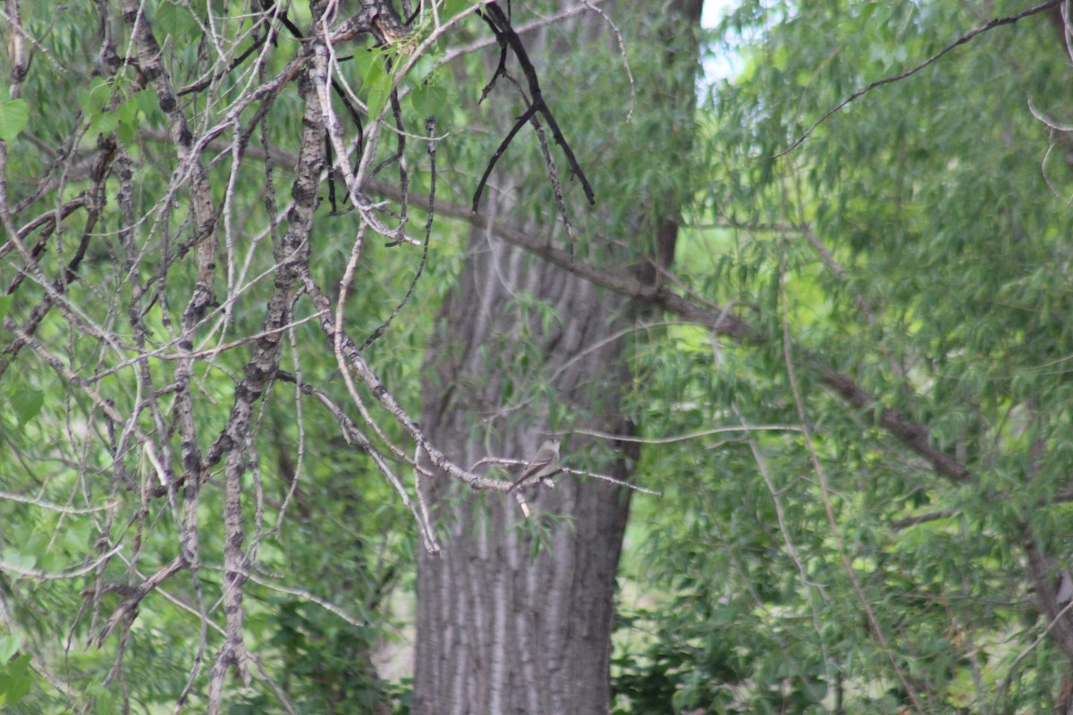 Western Wood-Pewee - ML619313235