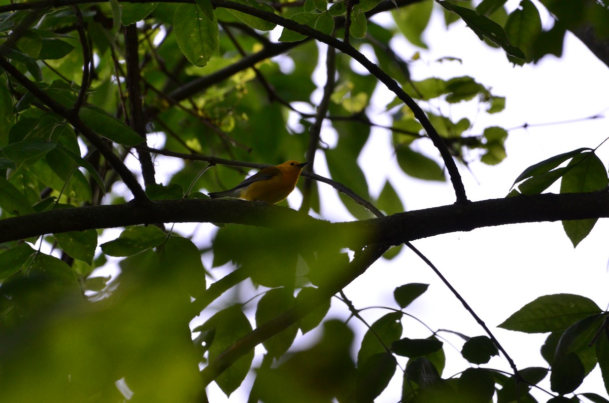 Prothonotary Warbler - Deepak  Iyer