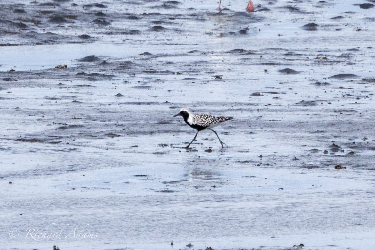 Black-bellied Plover - Richard Adams