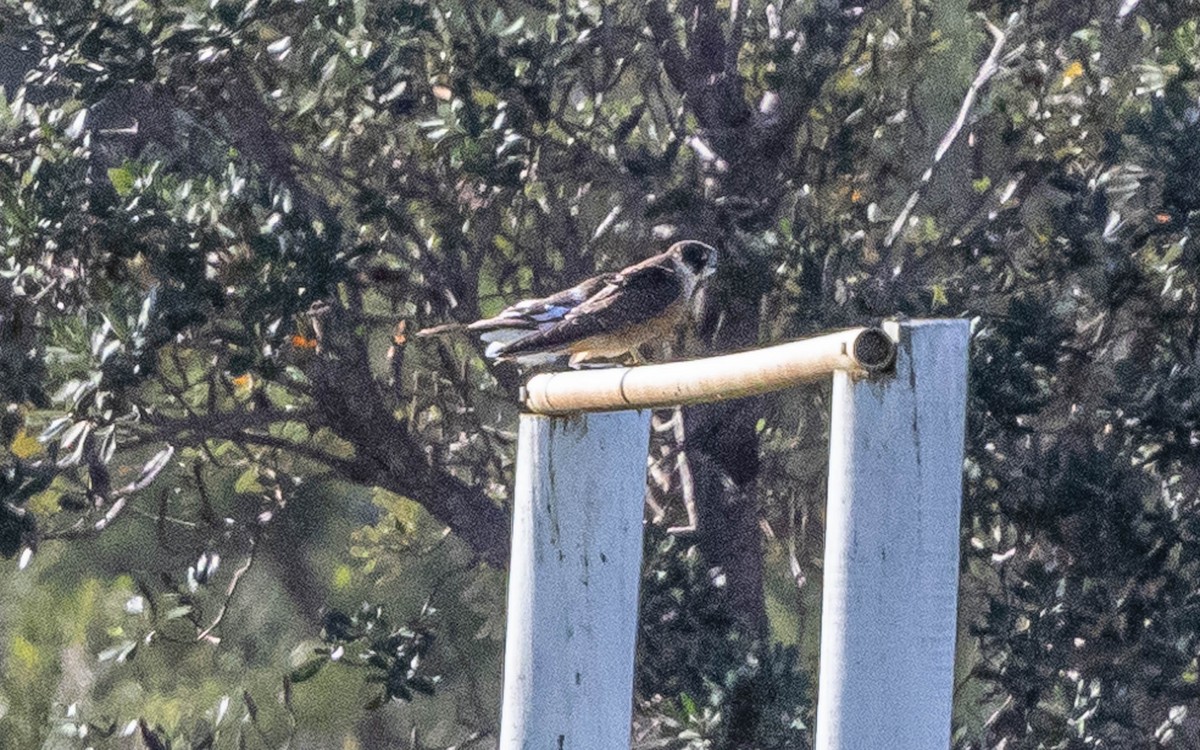 Alcotán Australiano - ML619313254