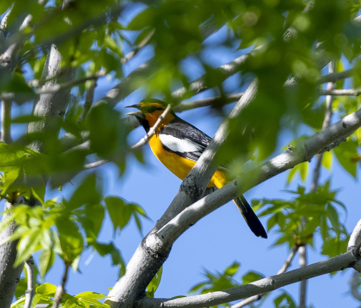 Bullock's Oriole - James McCall