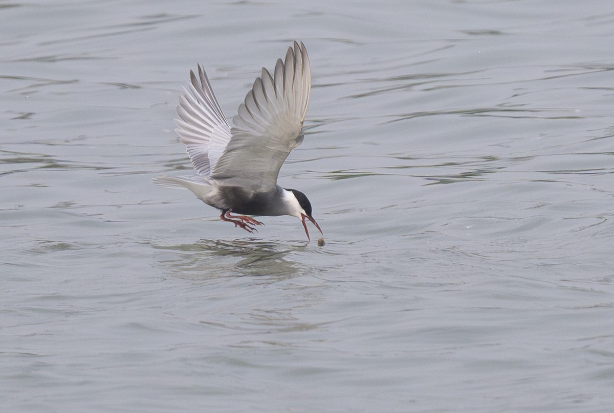 Whiskered Tern - ML619313290