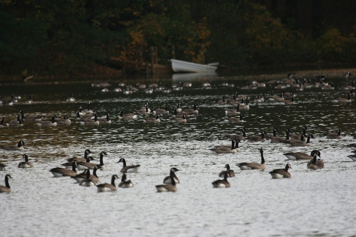 Cackling Goose - Marshall Iliff