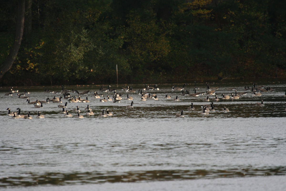 Cackling Goose - Marshall Iliff