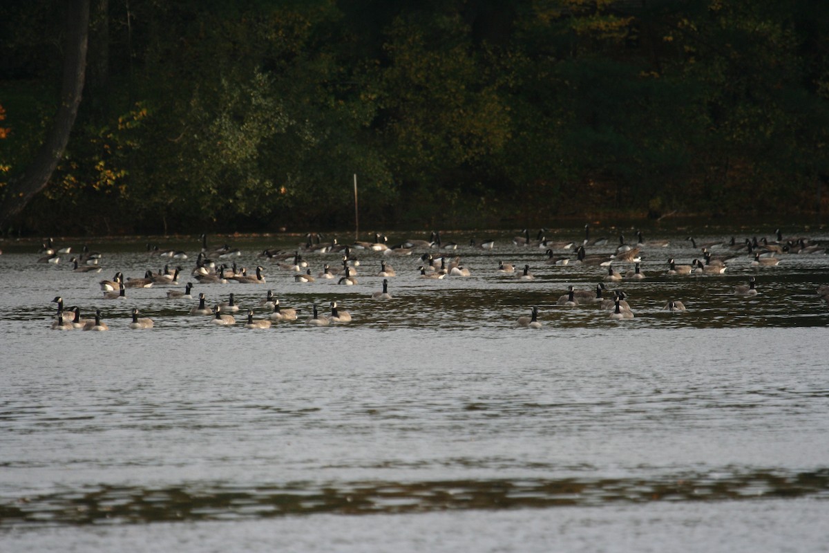 Cackling Goose - Marshall Iliff