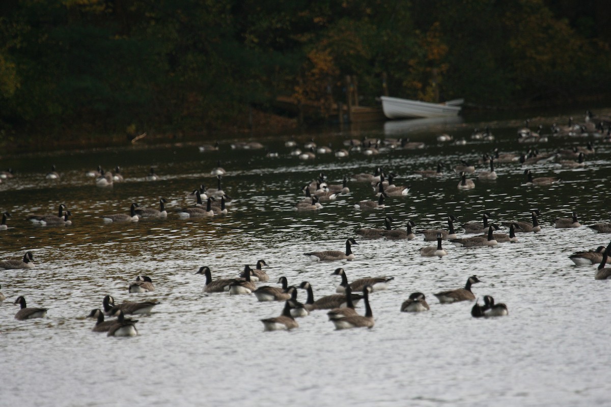 Cackling Goose - Marshall Iliff