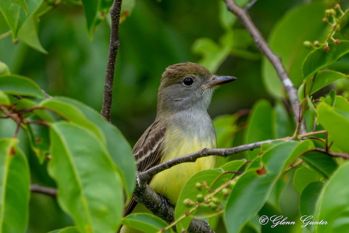 Great Crested Flycatcher - ML619313315