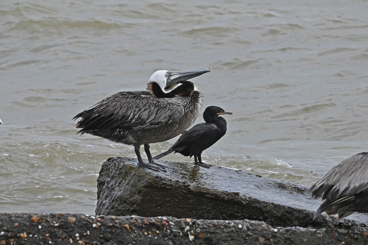 Neotropic Cormorant - Marla Hibbitts