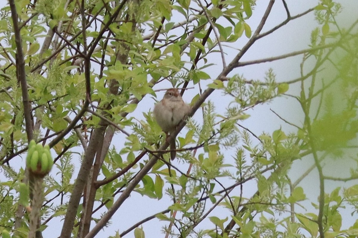 Field Sparrow - Liam Messier