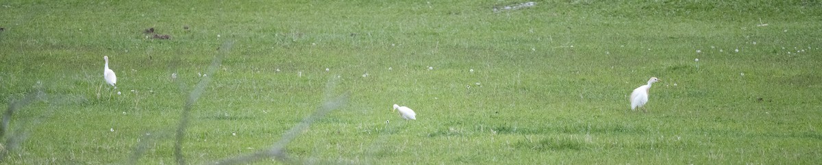 Western Cattle Egret - James McCall