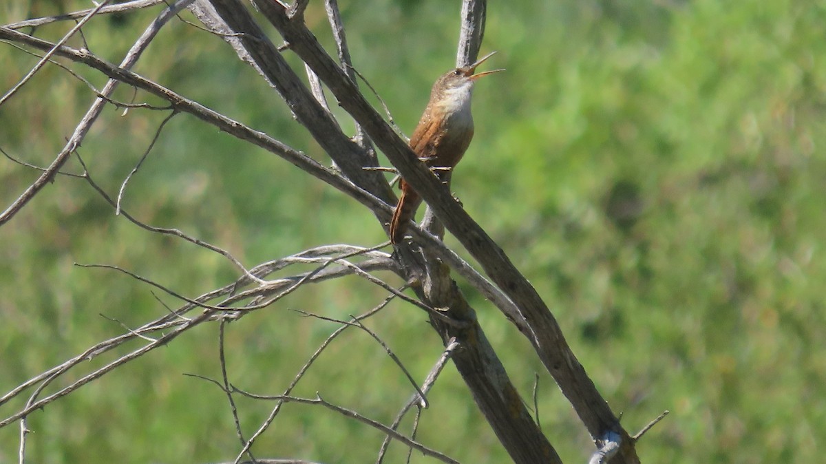 Canyon Wren - Anne (Webster) Leight