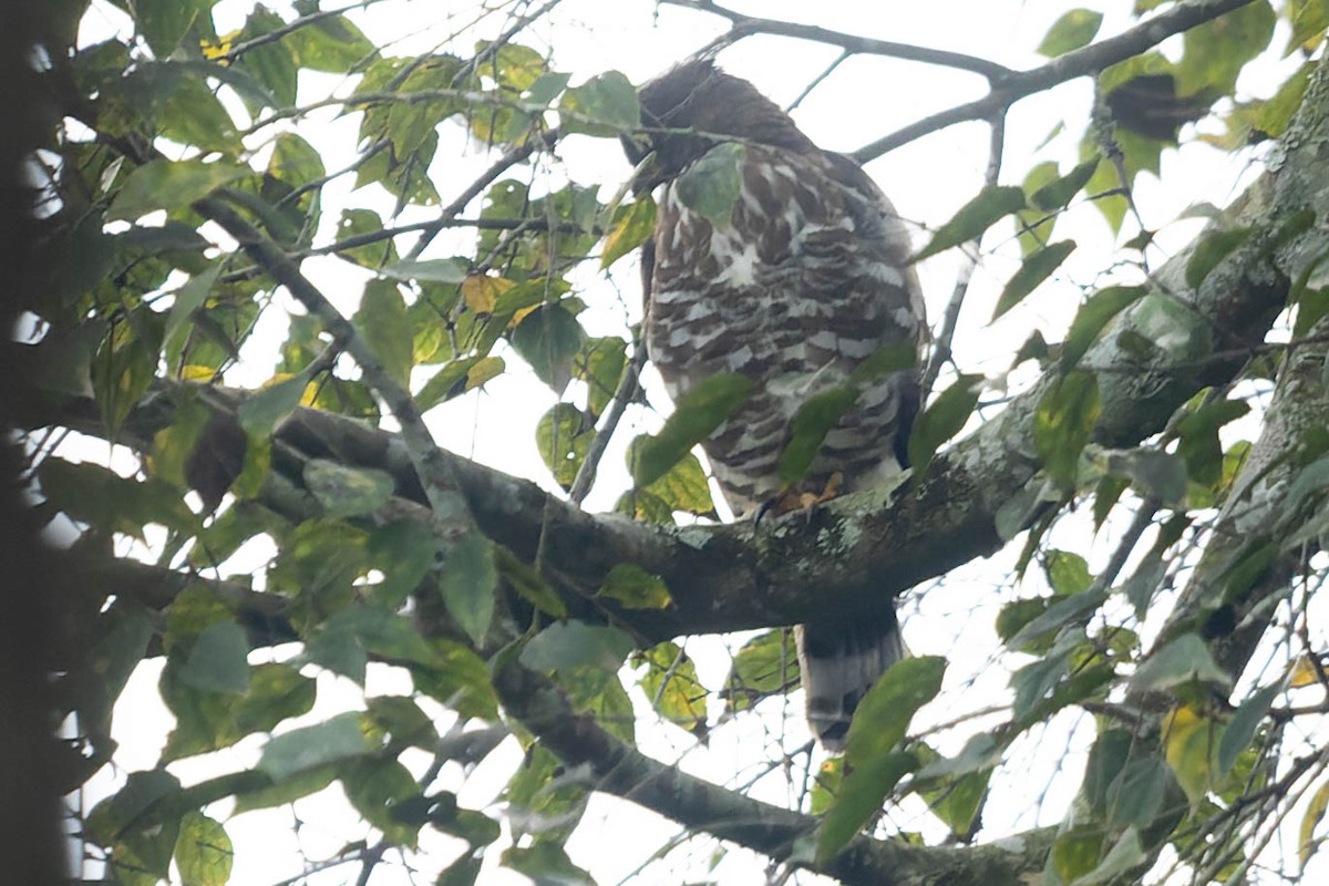 Crested Goshawk - Zebedee Muller