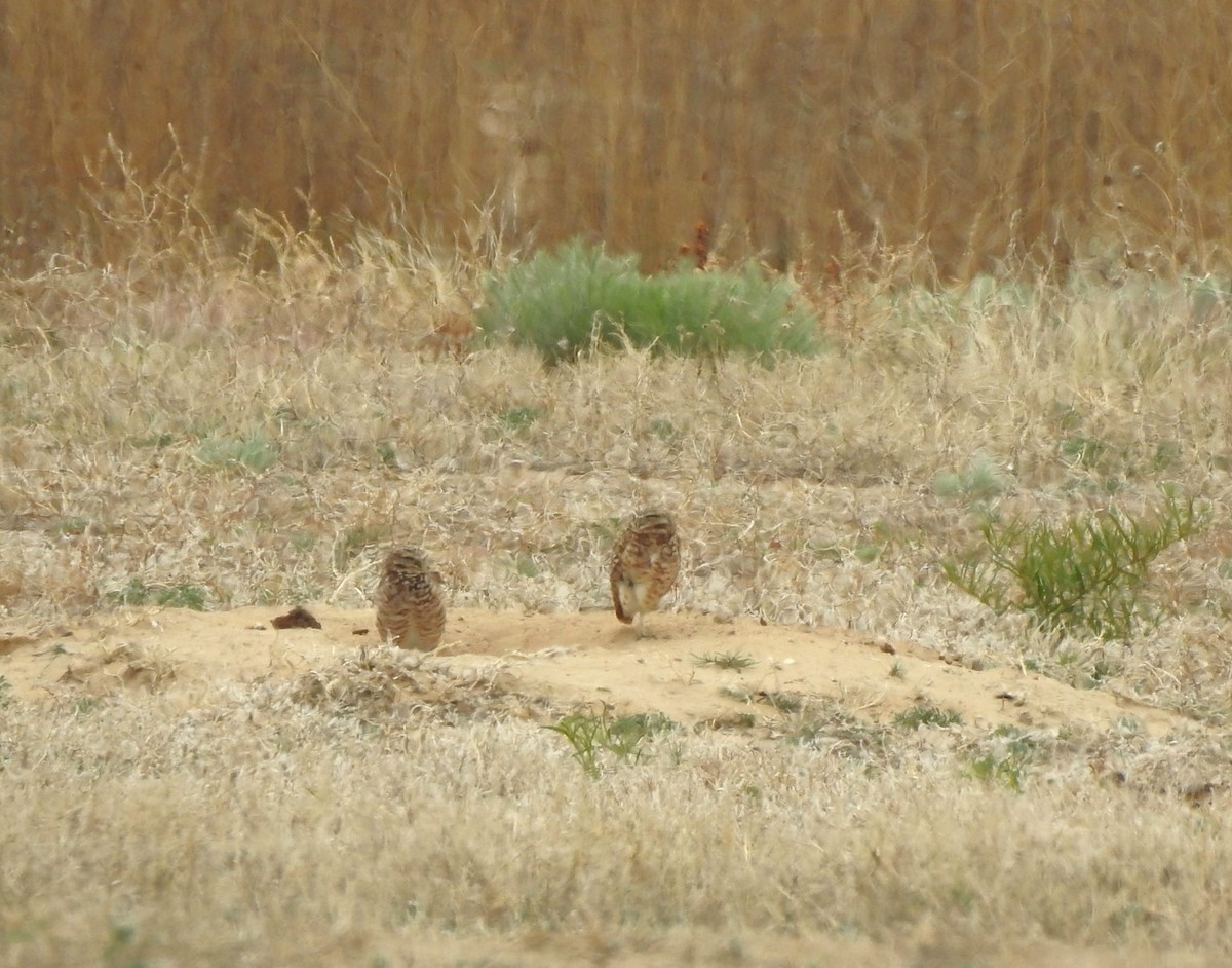 Burrowing Owl - T B