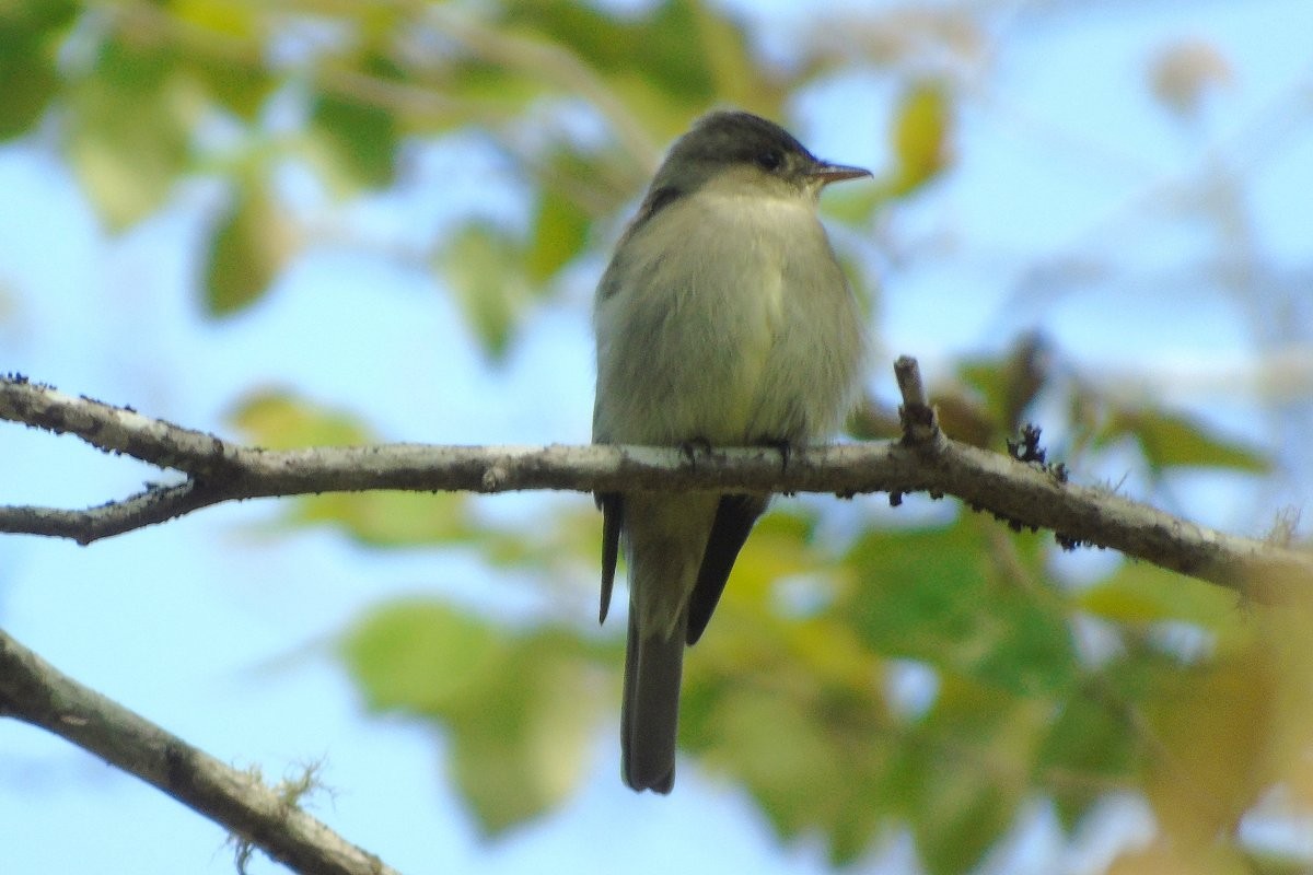 Eastern Wood-Pewee - ML619313365