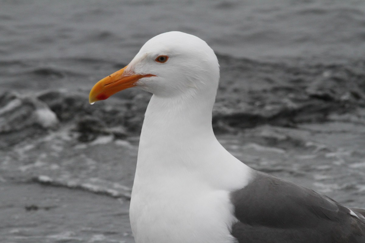 Western Gull - ML619313374