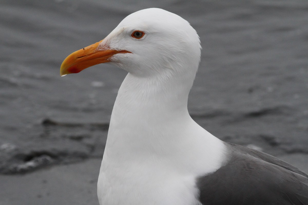 Western Gull - ML619313375