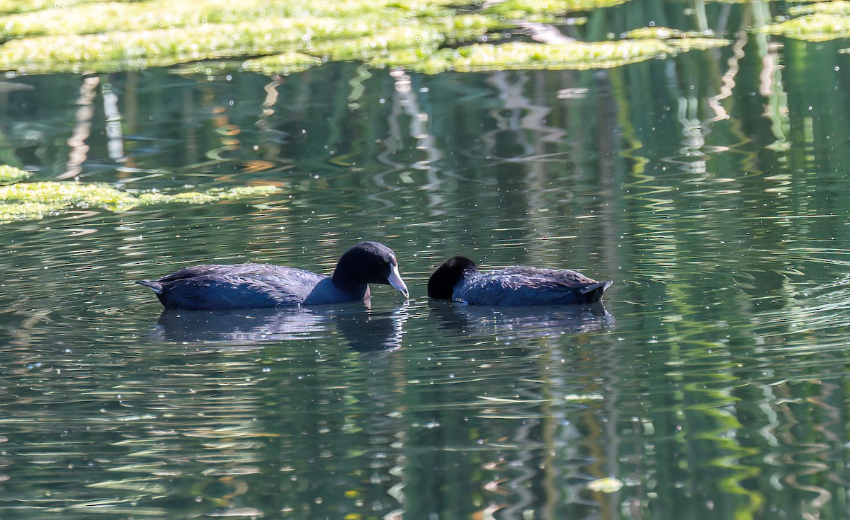 American Coot - Christine Andrews