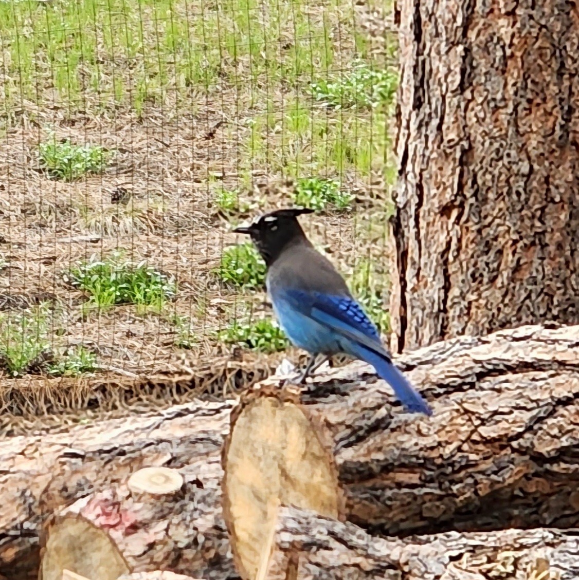 Steller's Jay - Nancy Cox