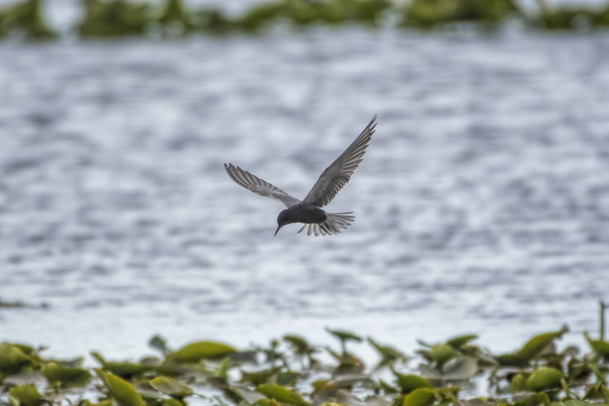 Black Tern - ML619313392