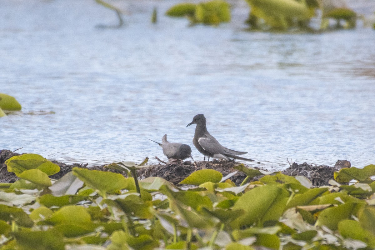 Black Tern - Peter Sproule