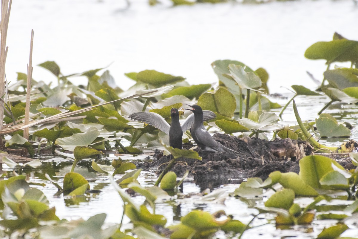 Black Tern - ML619313395