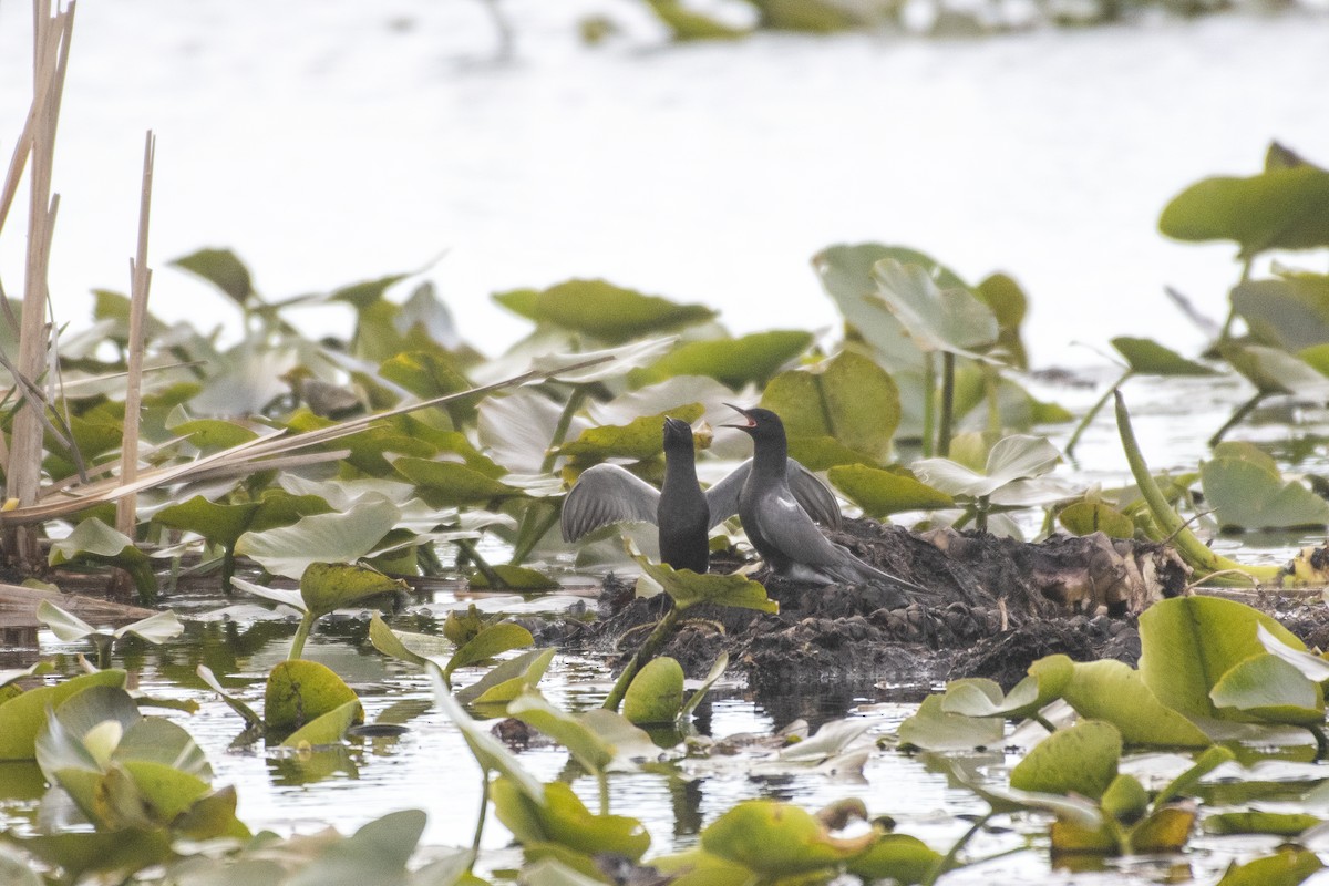 Black Tern - ML619313396