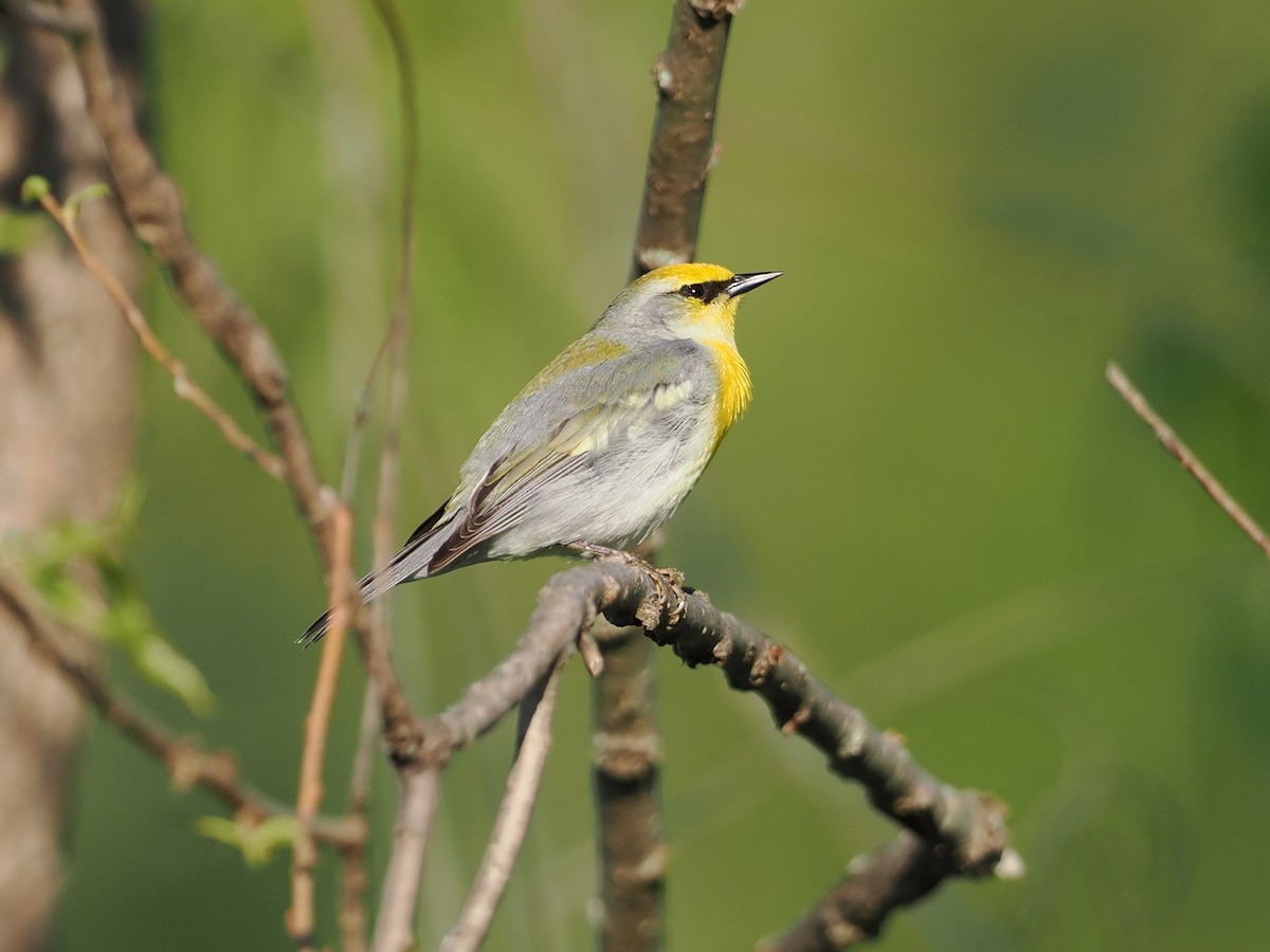 Brewster's Warbler (hybrid) - Tomas Nonnenmacher