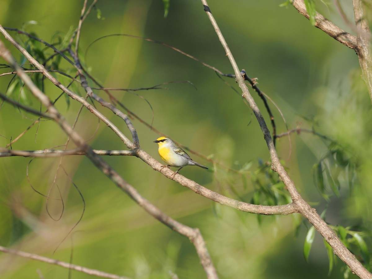 Brewster's Warbler (hybrid) - Tomas Nonnenmacher