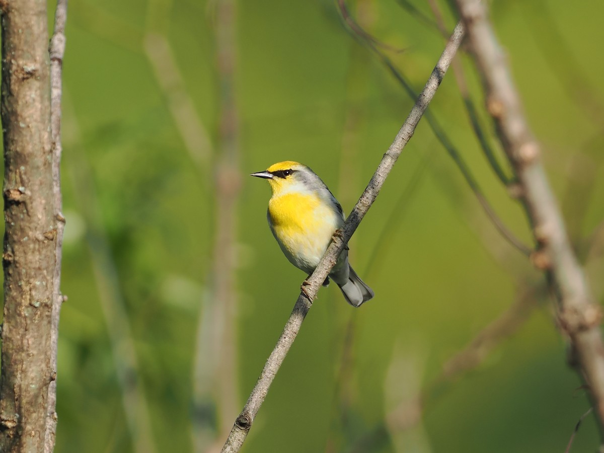 Brewster's Warbler (hybrid) - Tomas Nonnenmacher