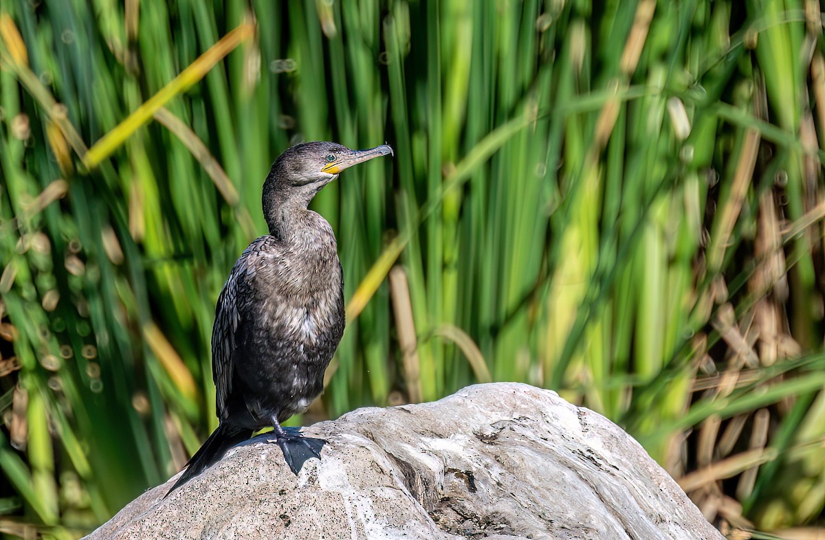 Neotropic Cormorant - Christine Andrews